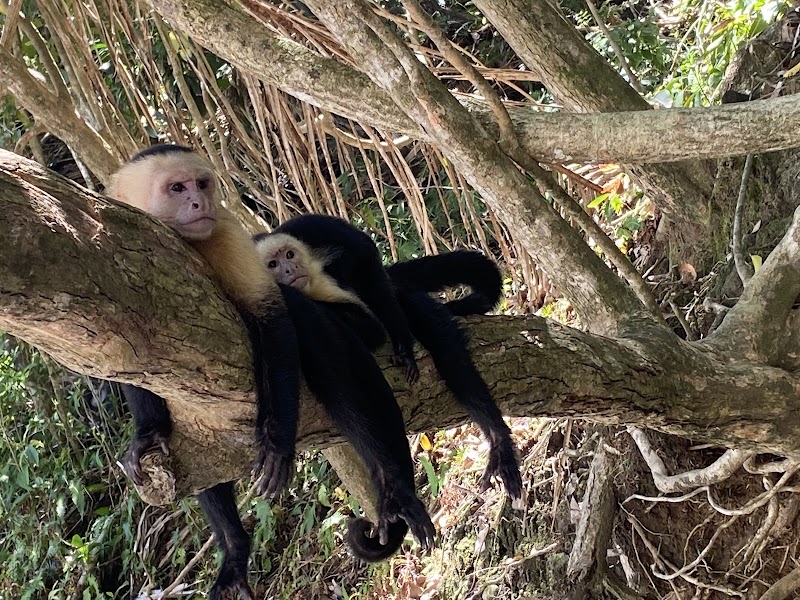 Manuel Antonio Nature Reserve & Wildlife Refuge - Manuel Antonio Nature Reserve & Wildlife Refuge, 9VR3+9WW Hotel Si Como No, Provincia de Puntarenas, Quepos, Costa Rica