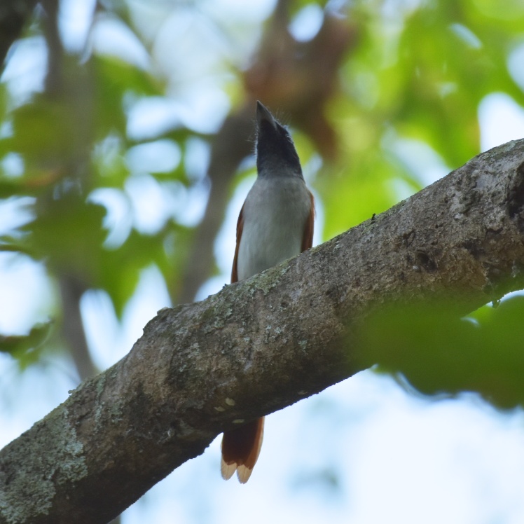Cauvery Wildlife Sanctuary - Cauvery Wildlife Sanctuary, XMH3+J93, Chamarajanagar, Karnataka 571490, India