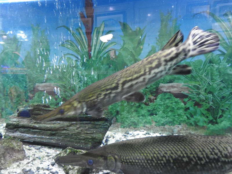 Jawahar Aquarium - Jawahar Aquarium, F35F+9FW, Mall Rd, The Mall Road, Mussoorie, Uttarakhand 248179, India