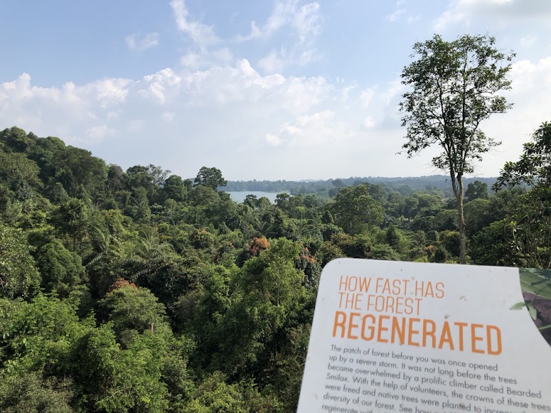 MacRitchie Reservoir - MacRitchie Reservoir, Singapore
