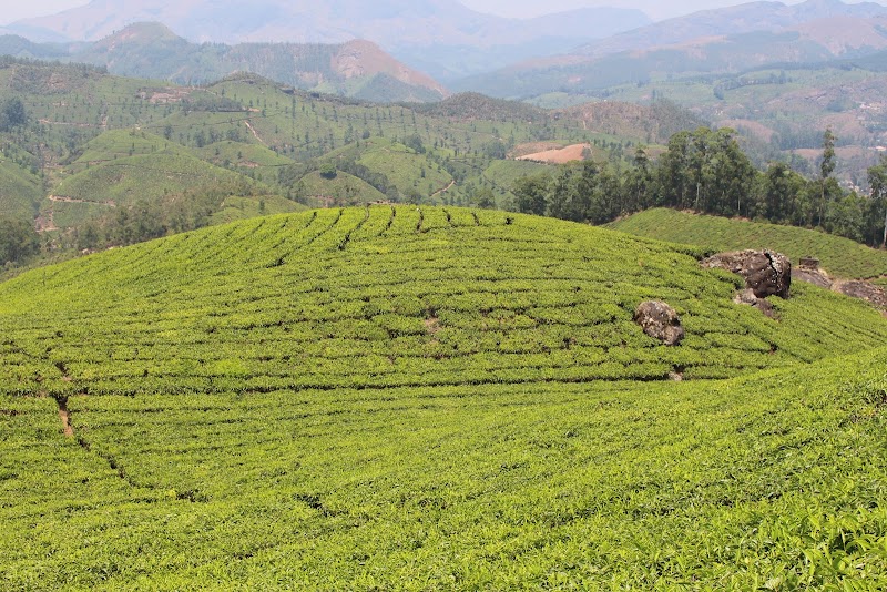 Tea estate view point
