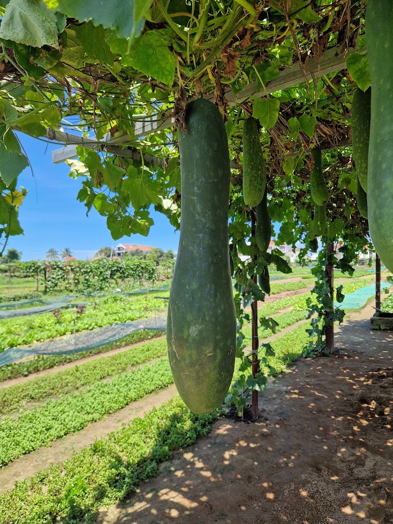 Tra Que Vegetable Village Restaurant - Tra Que Vegetable Village Restaurant Hội An, Cẩm Hà, Hội An, Quảng Nam, Vietnam