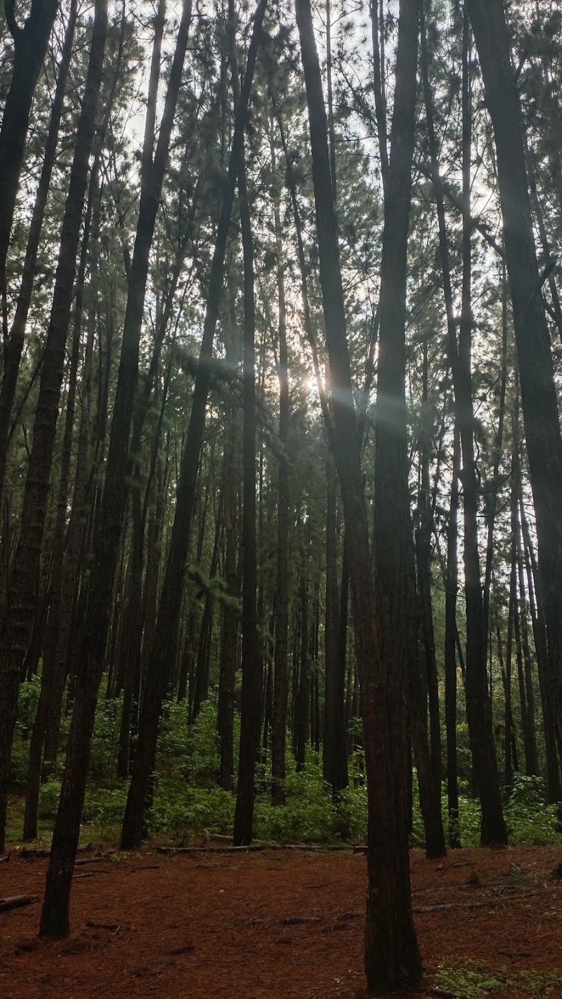 Lower Pine Forest - Lower Pine Forest MW4Q+VQ2, Vedikuzhi, Kolahalamedu, Keralam 685501, India