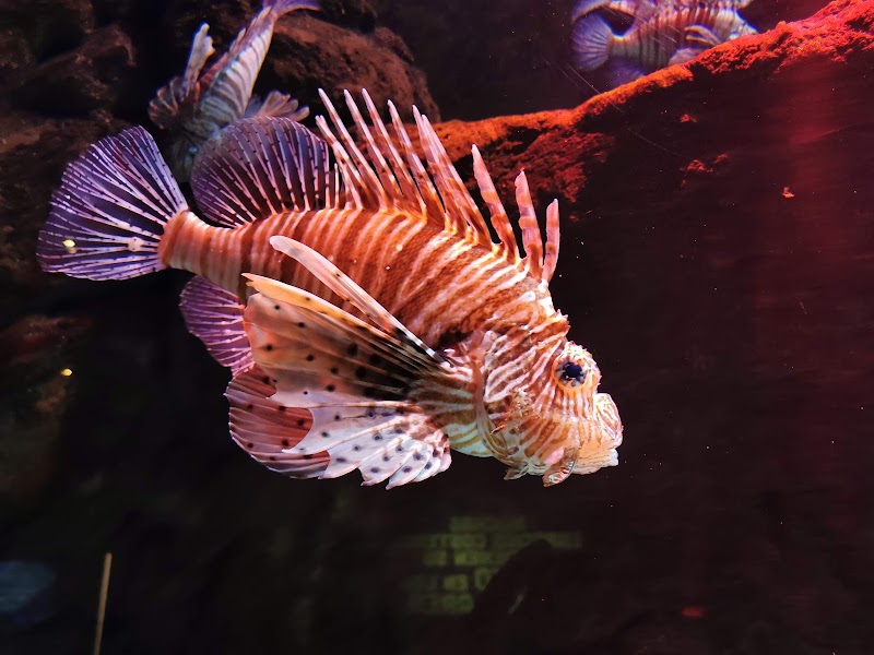 Sevilla Aquarium - Sevilla Aquarium Muelle de las Delicias, s/n, 41012 Sevilla, Spain