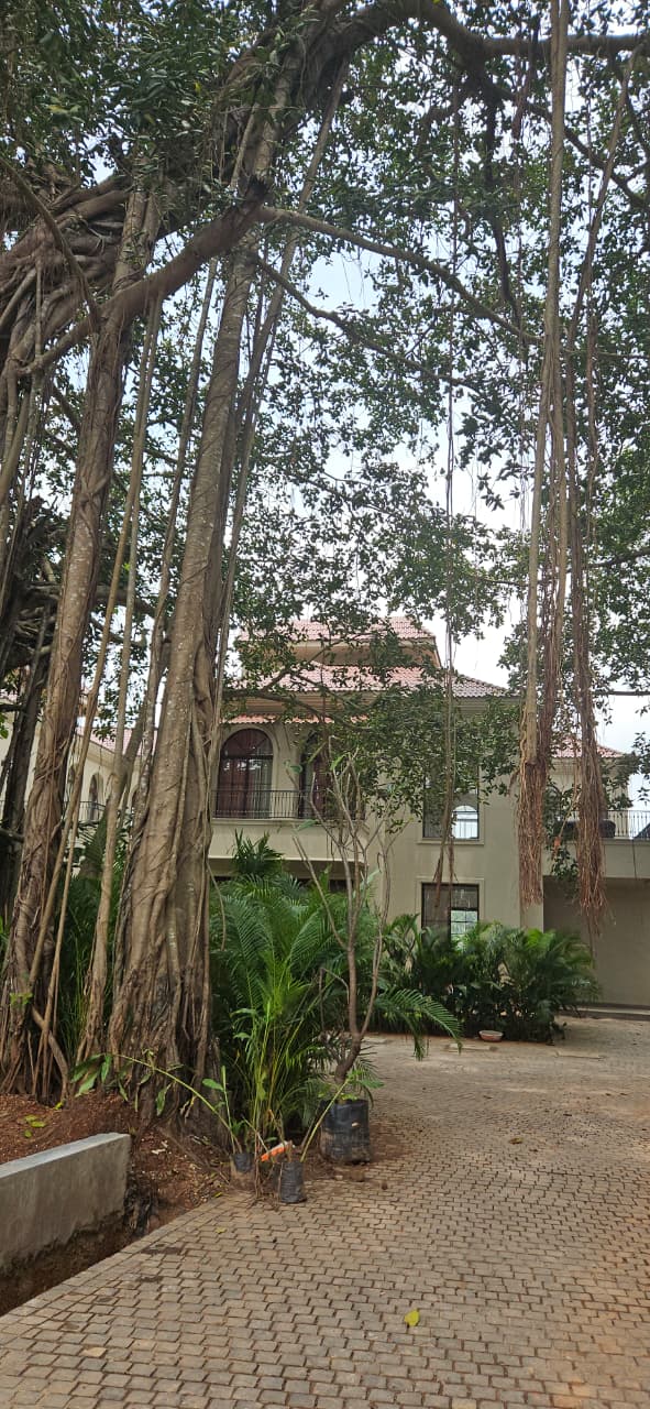 The Banyan Bliss - The Banyan Bliss, Guirim, Goa 403507, India