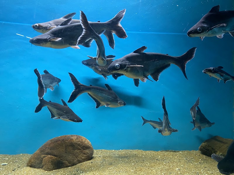 Namma Bengaluru Aquarium - Namma Bengaluru Aquarium Kasturba Rd, Shanthala Nagar, Bengaluru, Karnataka 560001, India