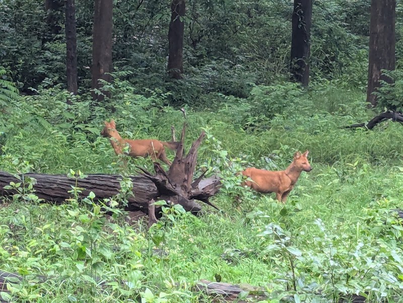 Nagarhole Safari Booking - Nagarhole Safari Booking, post office Safari point, Nagarhole Rd, Karnataka 571106, India