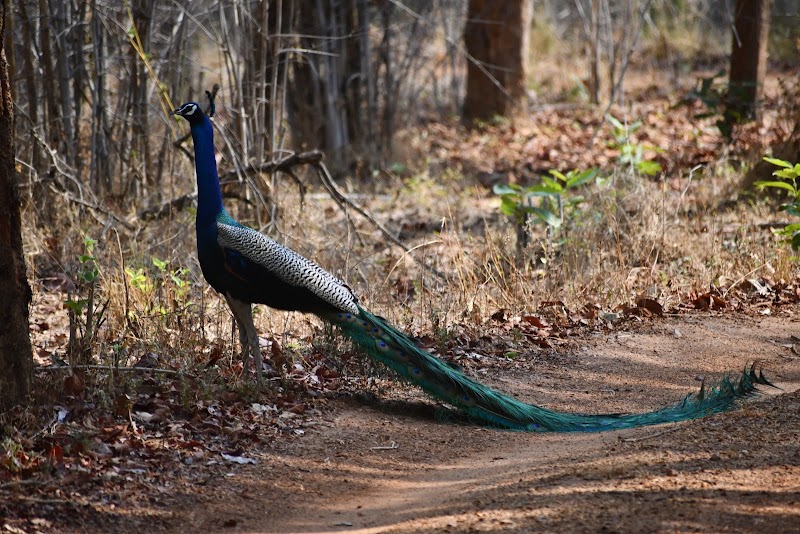 Junona Gate Tadoba - Junona Gate Tadoba MTDC Rd, Moharli, Maharashtra 442404, India