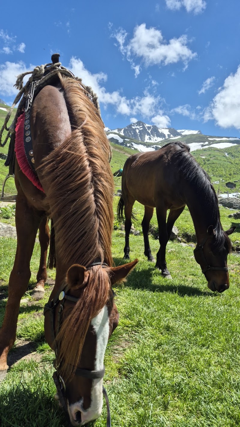 Yedigöller At Binme (Yedigöller Horse Riding)