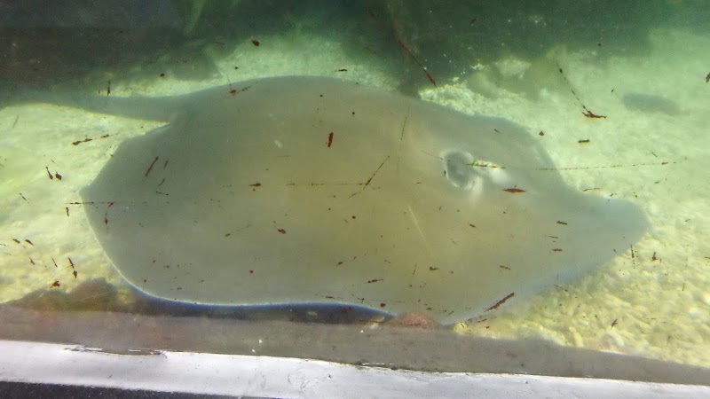 Shenzhen Sea World Sharks Hall - Shenzhen Sea World Sharks Hall China, Guang Dong Sheng, Shen Zhen Shi, Yan Tian Qu, S30惠深沿海高速入口J83H+V62 邮政编码: 518083