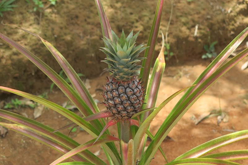 Vườn Tiêu Phú Quốc - Vườn Tiêu Phú Quốc, 6X6M+G64, Phu Quoc, An Giang, Vietnam