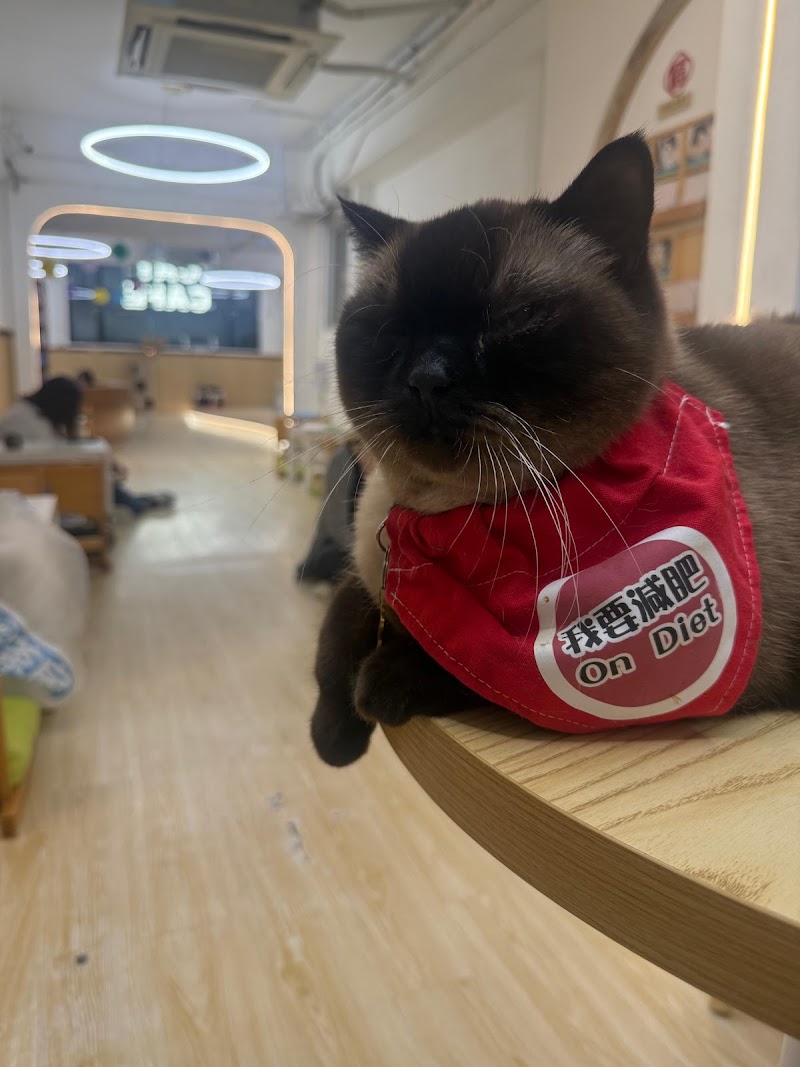 Cats Tea Room Tsuen Wan - Cats Tea Room Tsuen Wan Hong Kong, Tsuen Wan, Chung On St, 110號1樓