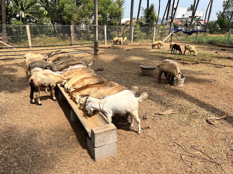 The Fat Lamb Co. - The Fat Lamb Co., Nadar Colony, Kompanaipudur, Kolathupalayam, Tamil Nadu 638152, India
