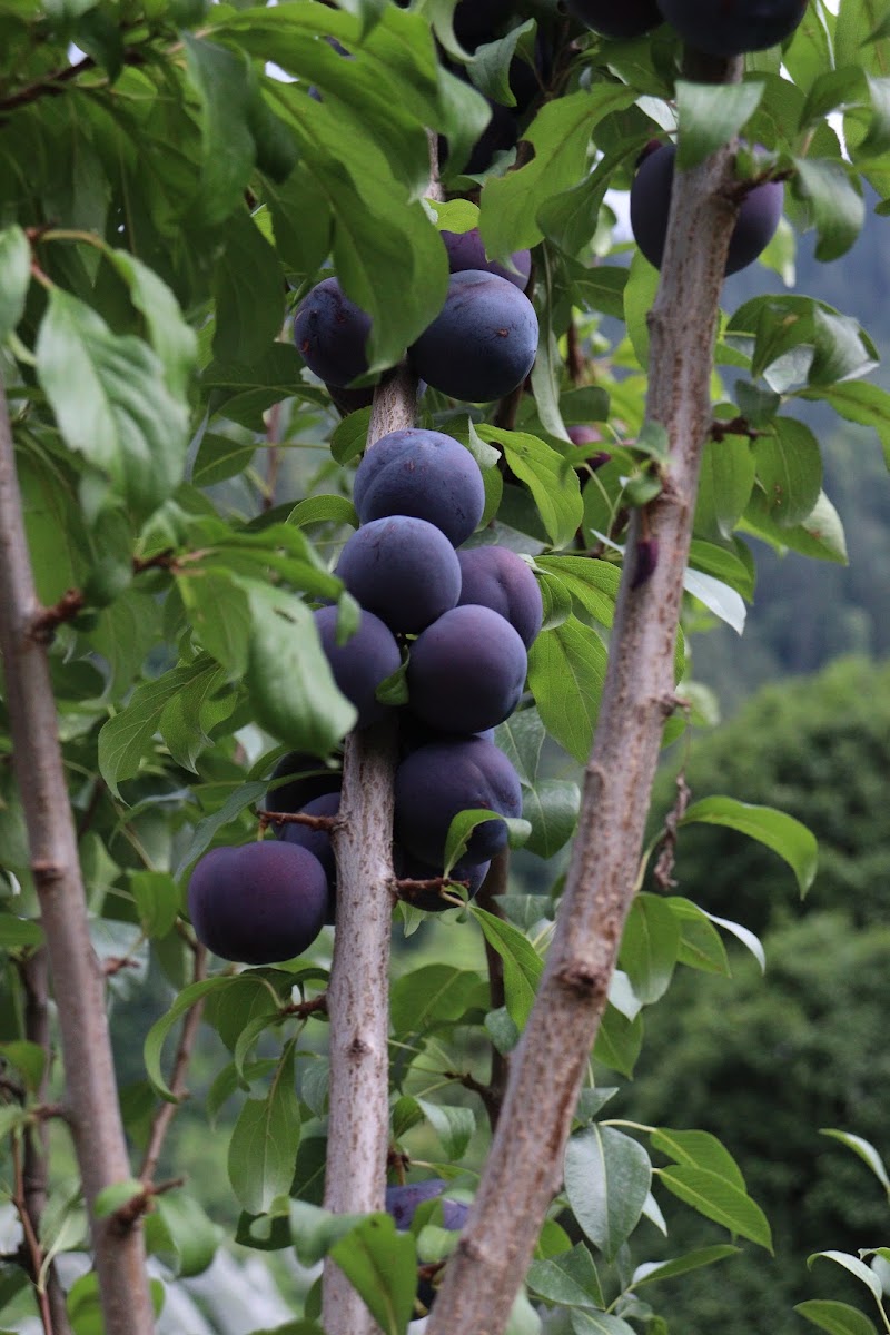 Cloverfield Apple/Cherry Orchard - Cloverfield Apple/Cherry Orchard, 7F7H+W5R, Kotgarh, Himachal Pradesh 171213, India