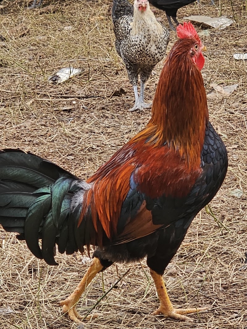 Kukdu ku poultry services pvt Ltd - Kukdu ku poultry services pvt Ltd, Sirsa gate chowk Raipur road Bhilai-3 Dist, Bajrang para, Charoda, Chhattisgarh 490021, India