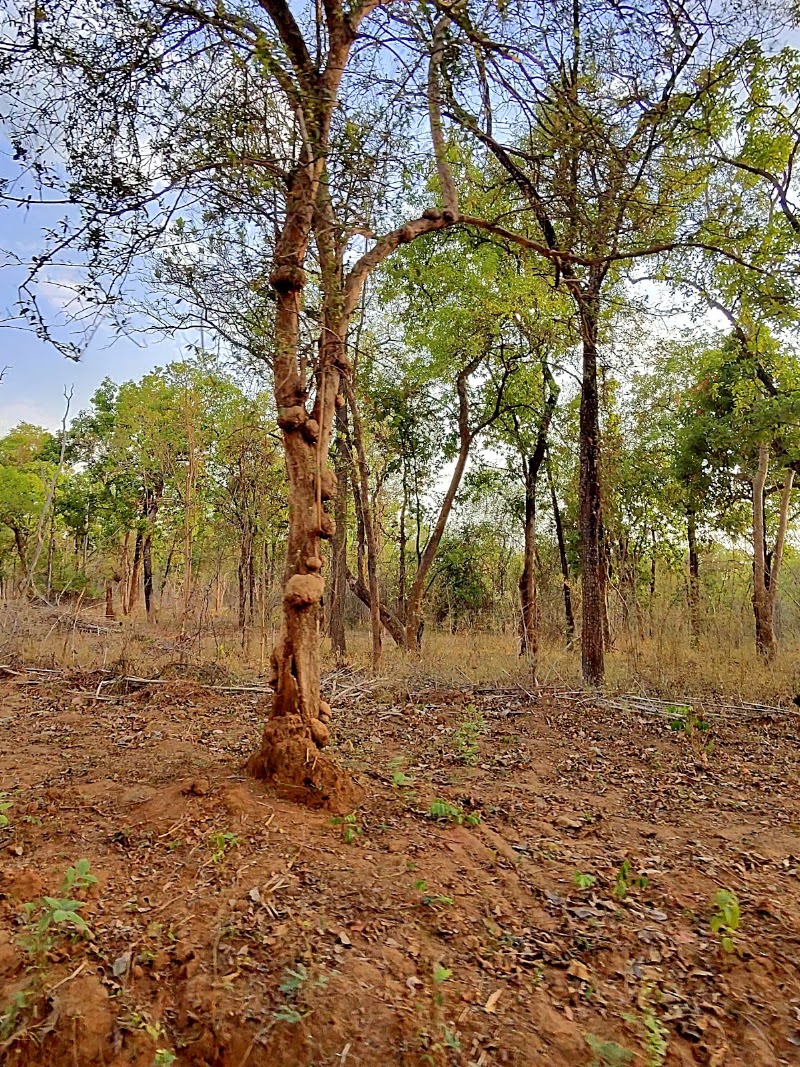Junona Gate Tadoba - Junona Gate Tadoba MTDC Rd, Moharli, Maharashtra 442404, India