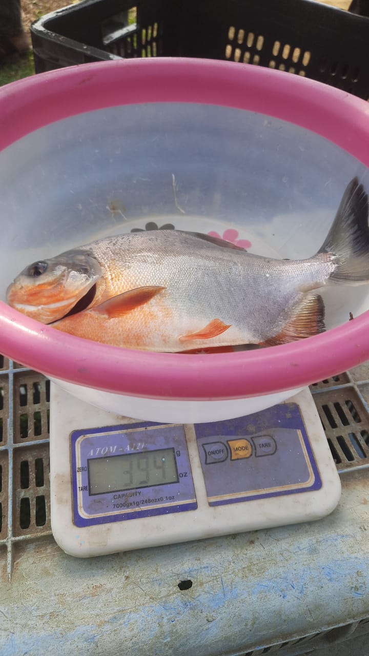 S & S Fish Farm - S & S Fish Farm Selud, Chhattisgarh 491107, India