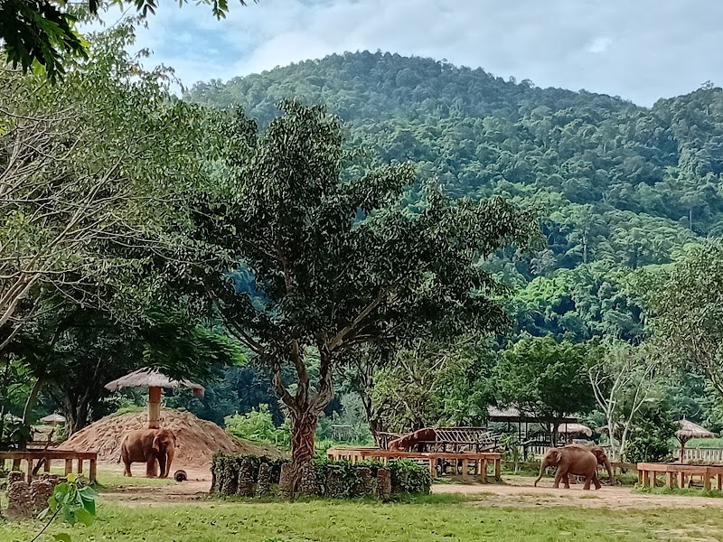 Elephant Nature Park - Elephant Nature Park ชม.3052 Tambon Kuet Chang, Amphoe Mae Taeng, Chang Wat Chiang Mai 50150, Thailand