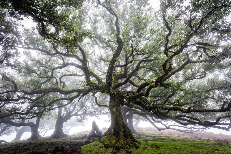 Fanal Forestry Station - Fanal Forestry Station Fanal, 9270 Porto Moniz, Portugal