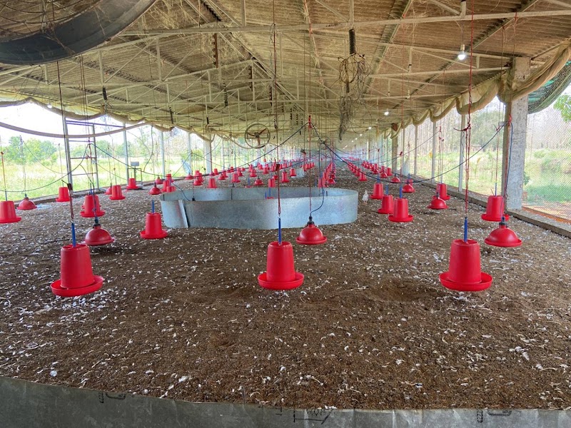Uttam animal husbandry - Uttam animal husbandry, Dandesara, Chhattisgarh 491001, India