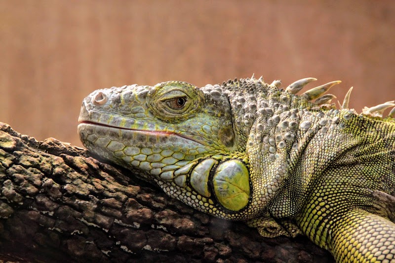 Zoo de Montpellier - Zoo de Montpellier 50 Av. Agropolis, 34090 Montpellier, France