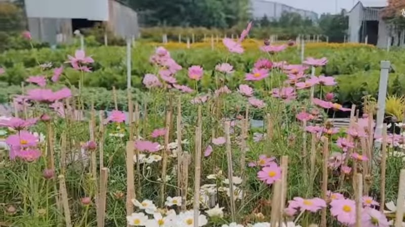Làng hoa Sa Đéc - Làng hoa Sa Đéc, Đường Hoa Sa Đéc, Sa Đéc, Đồng Tháp 670000, Vietnam