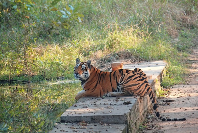 PANNA NATIONAL PARK SAFARI - PANNA NATIONAL PARK SAFARI, near Payal hotel, Sevagram, Khajuraho, Madhya Pradesh 471606, India