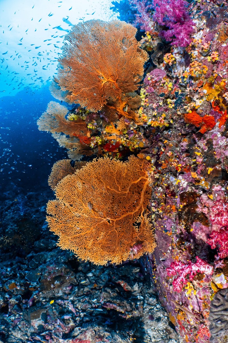 Pirate Divers Khao Lak - Pirate Divers Khao Lak 61/1 Moo 5 Bang Niang, Khao lak, อำเภอตะกั่วป่า พังงา 82220, Thailand