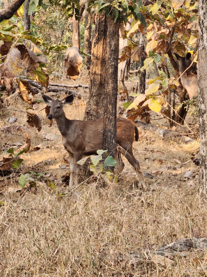 Pench National Park Turia Gate - Pench National Park, Turia Gate, Kohka, Madhya Pradesh 480881, India