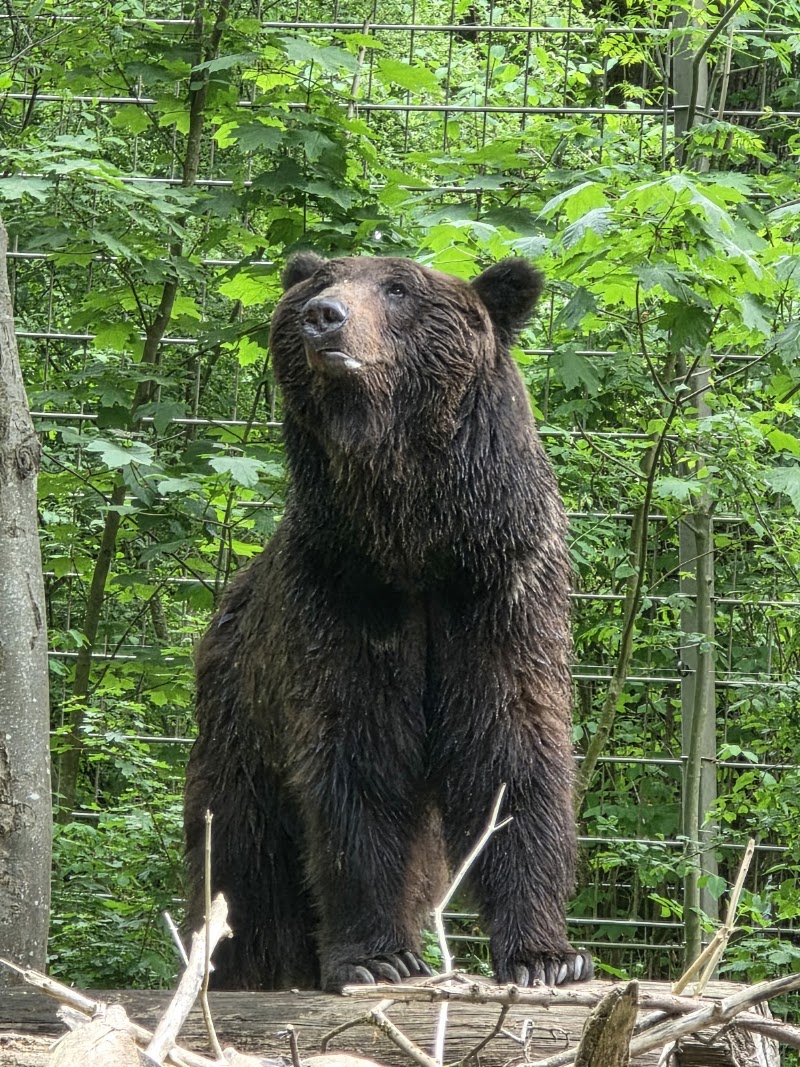 Dählhölzli - Dählhölzli Tierparkweg 3, 3005 Bern, Switzerland