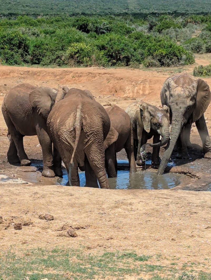 Addo Elephant National Park - Addo Elephant National Park South Africa