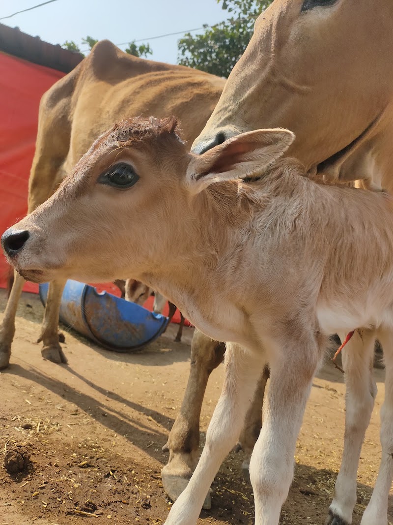 Shree Krishn Gau Seva Dham Kusmunda विश्व हिंदू परिषद बजरंग दल - Shree Krishn Gau Seva Dham Kusmunda विश्व हिंदू परिषद बजरंग दल, Adarsh Nagar, Mangaw, Chhattisgarh 495454, India