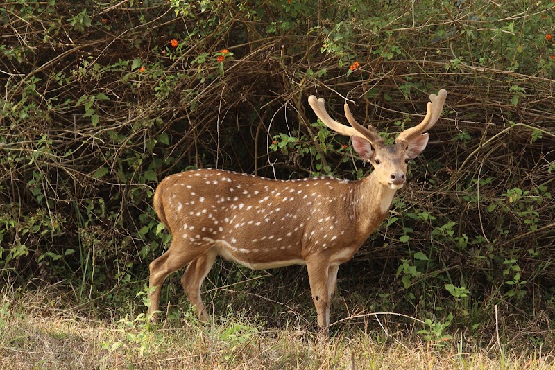 Kakanakote Safari Center, Dammanakatte Mysuru - Kakanakote Safari Center, Dammanakatte Mysuru, 2774+FP2, SH 33, Manchegowdanahalli, Antharasanthe, Karnataka 571114, India