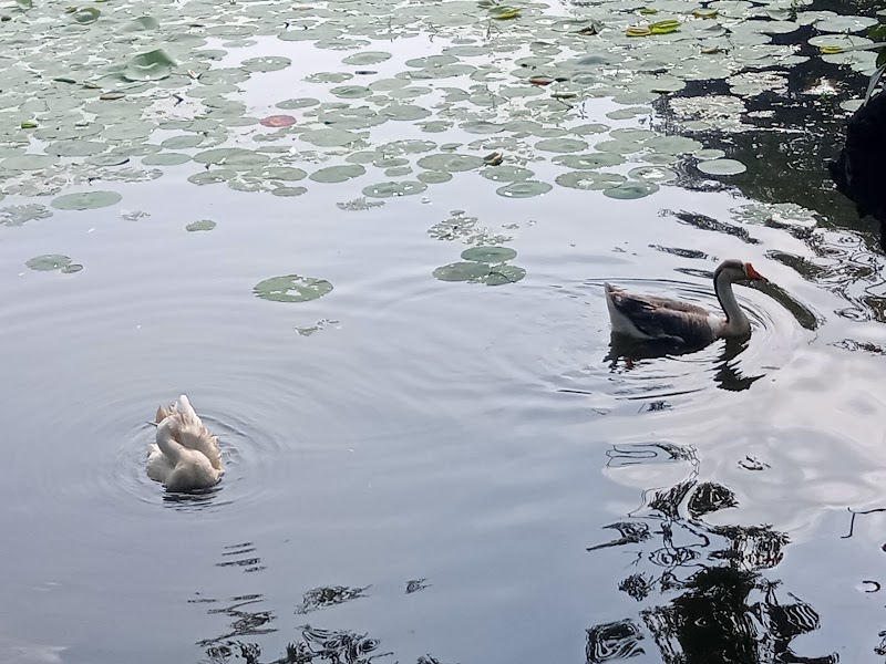 Lotus Pond - Lotus Pond Lotus Pond, Selvam Nagar, Pallikaranai, Chennai, Tamil Nadu 600100