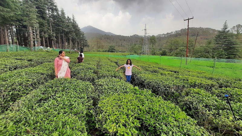 Tea Garden Shyamkhet - Tea Garden Shyamkhet, Road, Bhowali - Gorkhakhal Rd, Shyamkhet, Sukha, Uttarakhand 263132, India