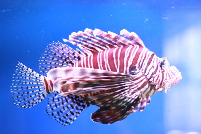 Museum of Oceanography - Museum of Oceanography 1 Cầu Đá - Hòn Một, Cầu Đá, Nha Trang, Khánh Hòa 650000, Vietnam