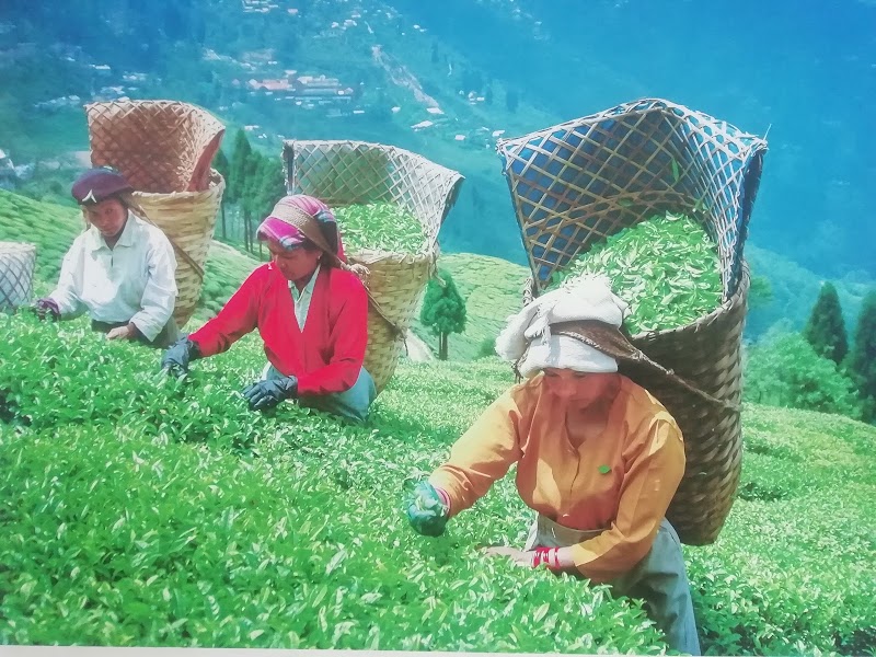 Aryan Tea - Aryan Tea HABIB COMPLEX, 19 A, Lane 3, Bharat Nagar, New Friends Colony, New Delhi, Delhi 110025, India