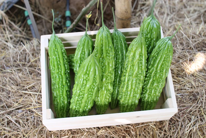 Cửa hàng hạt giống Trường Phúc - Cửa hàng hạt giống Trường Phúc Hẻm 06/03 Hà Huy Tập, Buôn Ma Thuột, Đắk Lắk, Vietnam