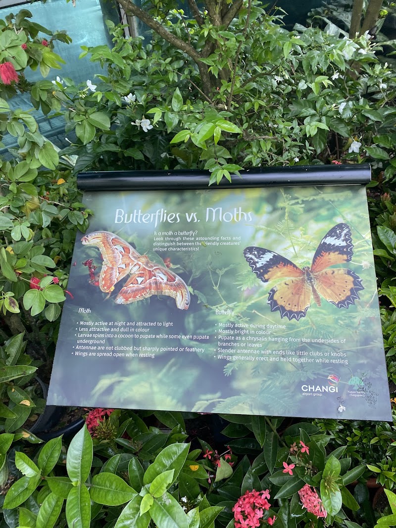 Butterfly Garden - Butterfly Garden 70 Airport Blvd., Singapore 819661