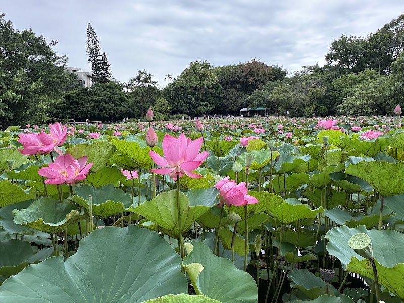 Lotus Pond