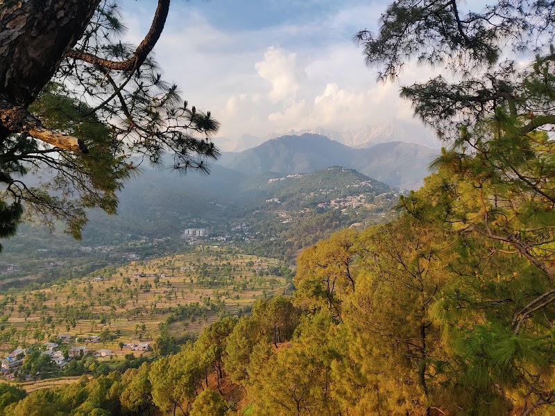 Tea Gardens Dharamshala Narghota - Tea Gardens Dharamshala Narghota, Narghota Road, Chilgari, Dharamshala, Himachal Pradesh 176215, India