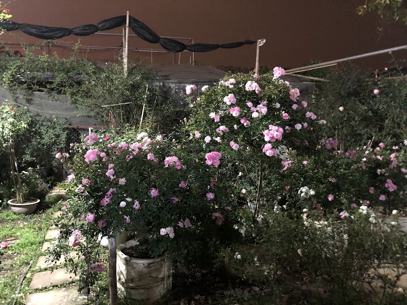 Vườn Hồng Sweet Rose - Vườn Hồng Sweet Rose, Cuối Ngõ 264 Âu Cơ, Hồng Hà, Hà Nội, Vietnam