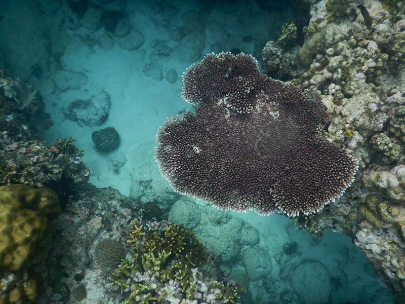 Tubod Marine Sanctuary - Tubod Marine Sanctuary, Philippines