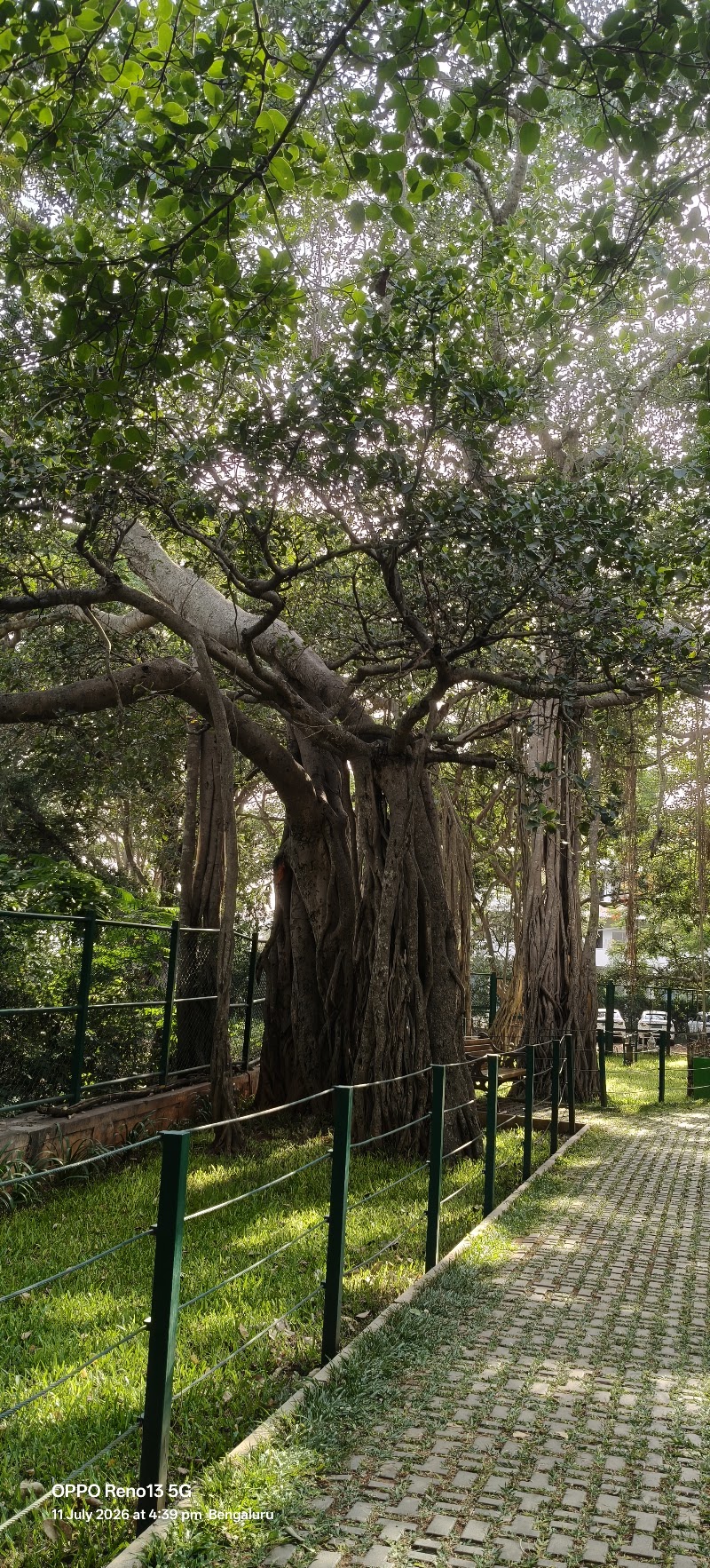 Big Banyan Tree