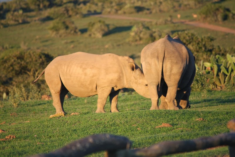 Bucklands Private Game Reserve - Bucklands Private Game Reserve, 6140, South Africa