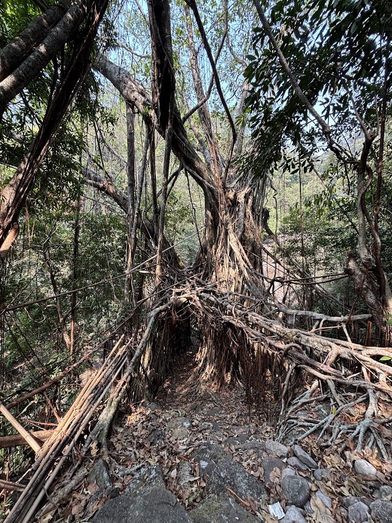 Living root bridge - Living root bridge 62HJ+5HP, Unnamed Road, Mawlynnong, Meghalaya 793161, India