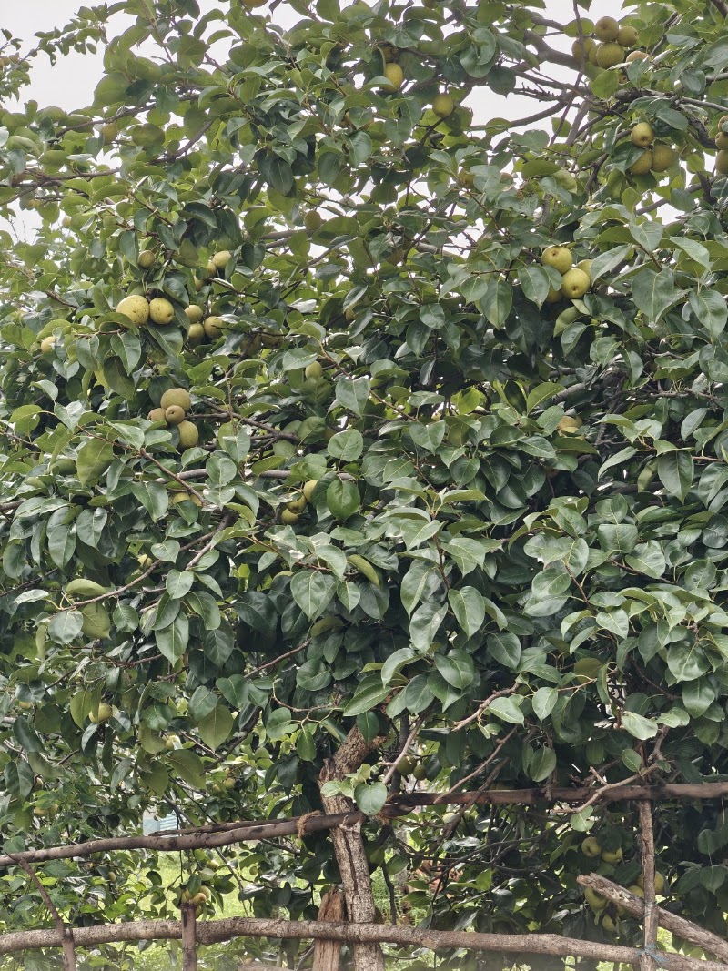 Naspati bagan (dankan)