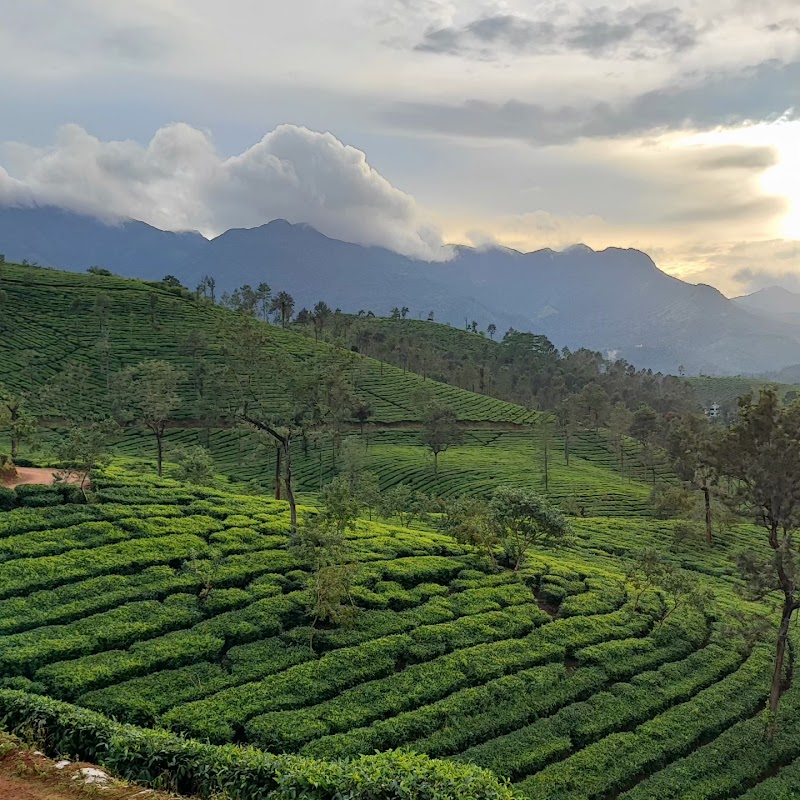 Wayanad Tripadvisor LLP - Wayanad Tripadvisor LLP, Door no 684 Thanhilode, po, Meppadi, Vellarimala, Keralam 673577, India