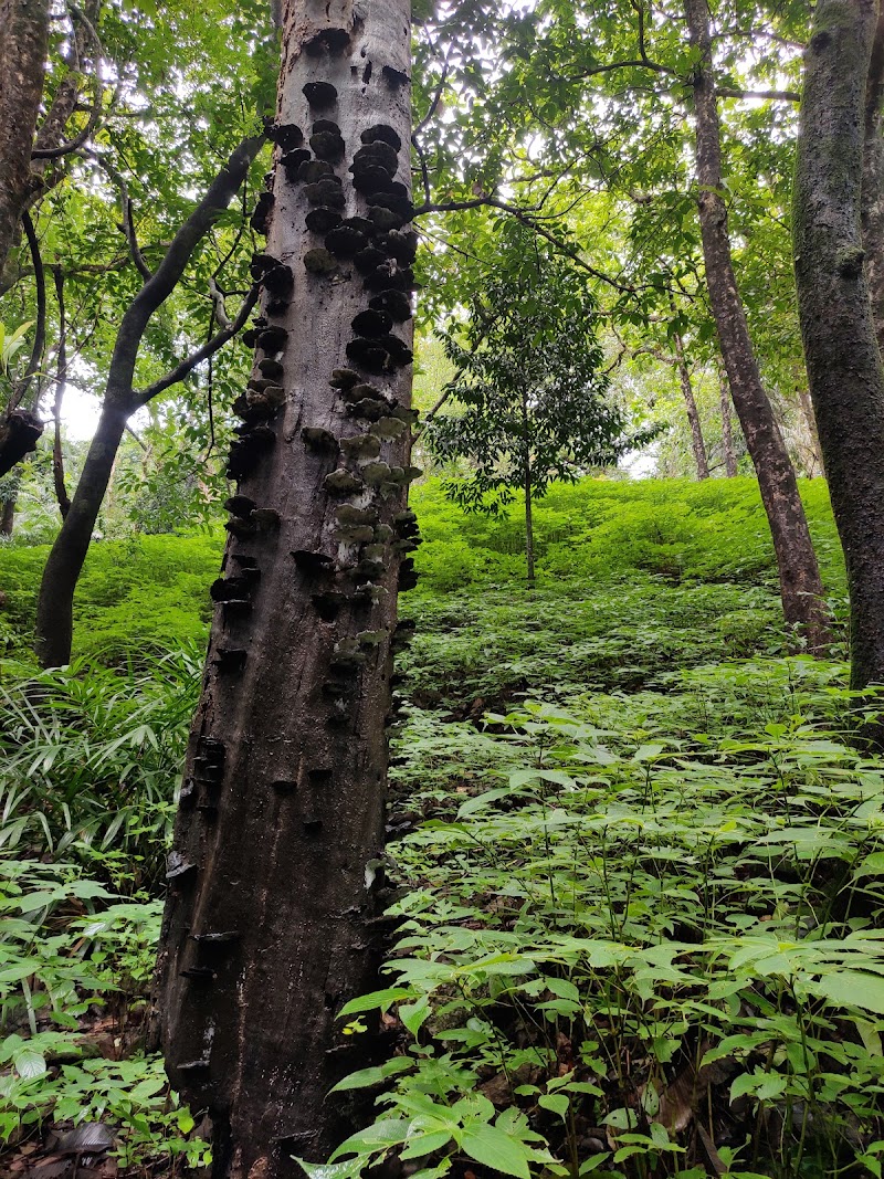 Tambdi Surla Waterfalls - Tambdi Surla Waterfalls Surla, Goa 403406, India