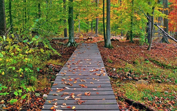 Gisoum Forest - Gisoum Forest, Gilan Province, Rasht, -talesh road,، M2CM+PQX, Iran